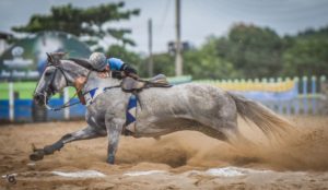 Prado Zorrero filho de PradaTop Cody VT