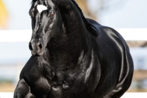 Programa de incentivo do Rancho Promissão contribui para o fomento do cavalo Quarto de Milha