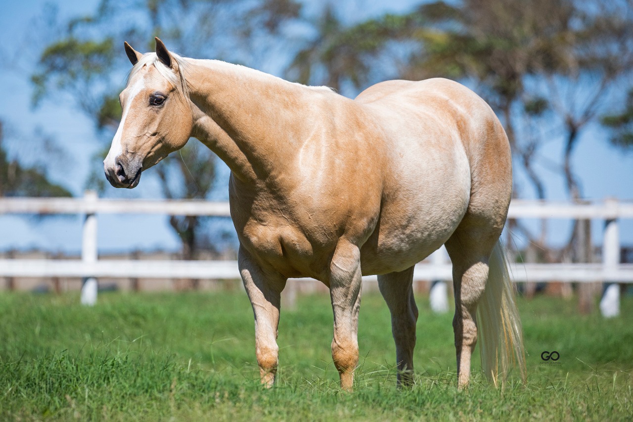 Nossa Homenagem ao Dia do Cavalo - Agnaldo Agostinho 